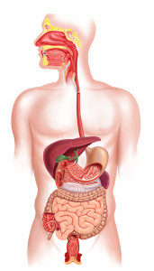 bigstock-Human-digestive-system-cross-s-14209607